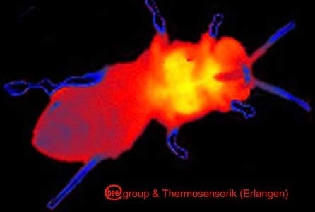 Diese "Heizerbiene" hat ihre Brustmuskulatur auf über 40 Grad Celsius (gelb) erwärmt, um ihr Brutgeschäft zu erledigen. Die thermographische Aufnahme zeigt die von den Muskeln ausgehende Wärme als schmetterlingsförmigen Abdruck auf der Biene.