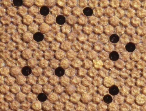 Die Brutregion im Nest von Honigbienen ist nahezu geschlossen verdeckelt. Einzelne leere Zellen werden von Heizerbienen zum effektiven "Erbrüten" ihrer Schwestern genutzt. Foto: Marco Kleinhenz, © Beegroup Würzburg