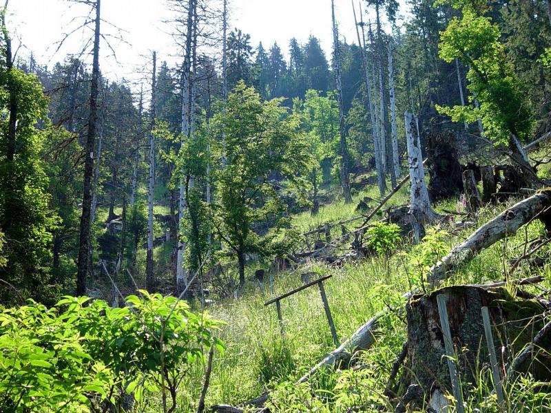 Um das Wohl vieler tausend Bäume kümmert sich zukünftig die DBU Naturerbe GmbH mit dem Projekt Wald in Not. Die Stiftung Wald in Not wurde aufgelöst und der Deutschen Bundesstiftung Umwelt übertragen. Foto: DBU