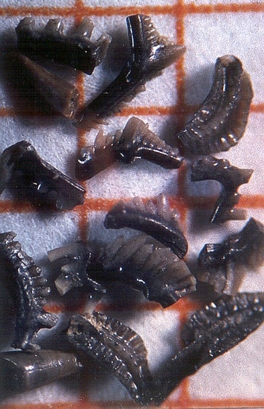 Verschiedene Conodonten = zahnartige Elemente aus dem Kopf-Bereich kleiner, ursprünglicher fischartiger Wirbeltiere aus dem Erdaltertum (Devon).