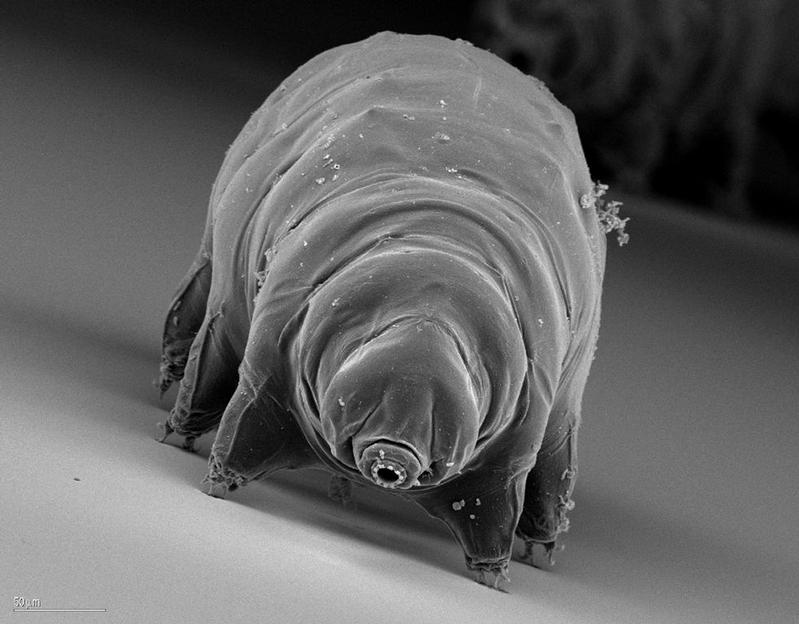 Vital auch bei extremer Kälte: Bärtierchen. 