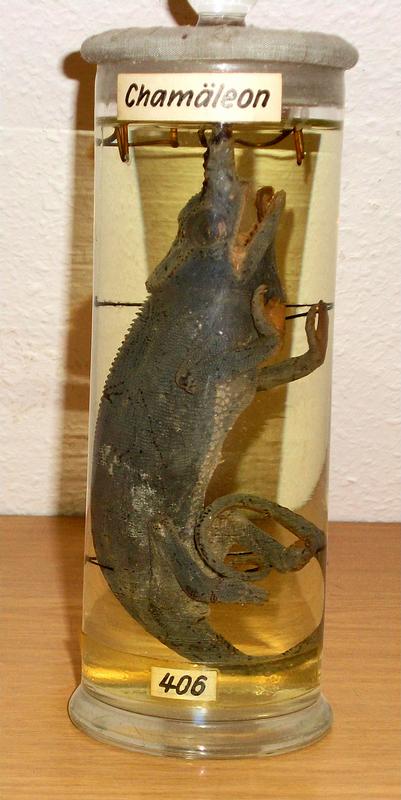 Dieses Feuchtpräparat eines Chamäleons (Chamaeleonidae) ist eines der Lehrmittel aus der Online-Sammlung der Biodidaktiker.