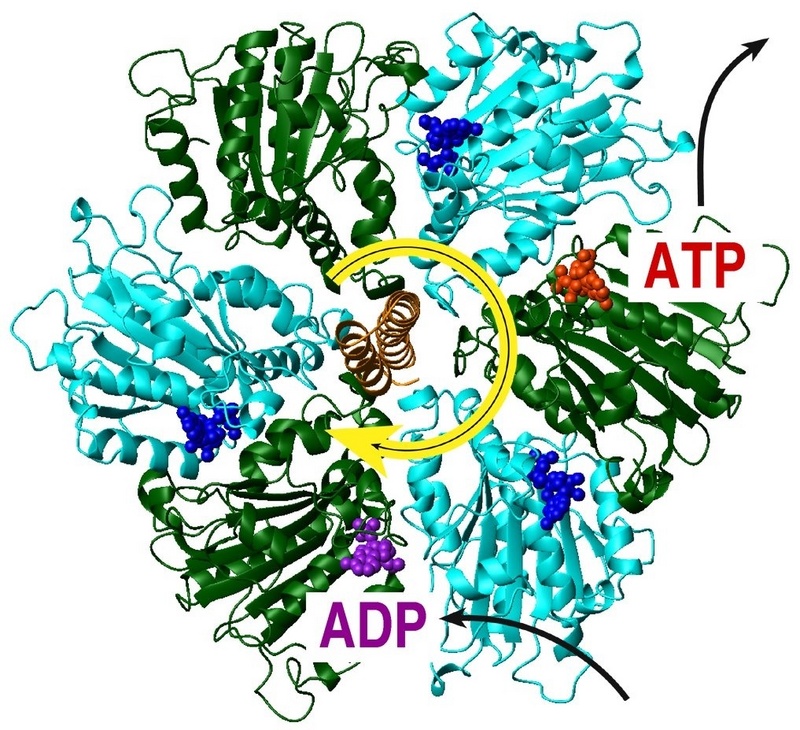 Struktur der F-ATPase, des kleinsten Motors der Welt (Quelle: Grubmüller / MPIbpc)