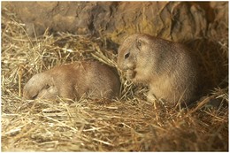 Lassen sich bei ihrem Leben im Unterirdischen Zoo beobachten: Präriehunde.