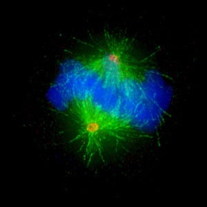 Abb. 1: Immunfluoreszenzmikroskopische Aufnahme einer sich teilenden menschlichen Zelle. Die Chromosomen sind blau, die Mikrotubuli der Teilungsspindel grün und die beiden Zentrosomen gelb/orange eingefärbt. Skala: 10 Mikrometer. Bild: MPI Biochemie
