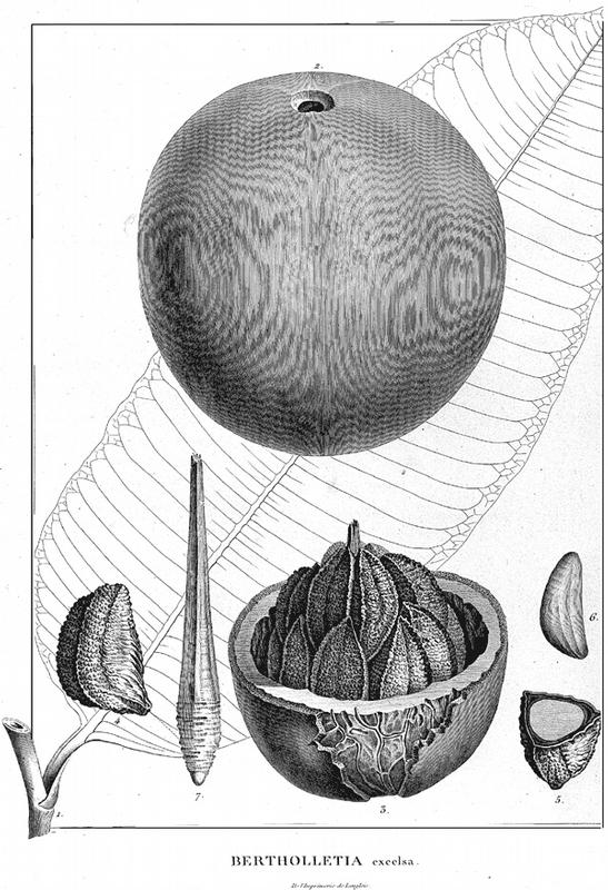 Bertholletia excelsa Humb. & Bonpl. Kupferstich von Sellier nach P.J.F. Turpin in A. v. Humboldt & A. Bonpland. Plantes Equinoxiales I: t. 38 (1807). 