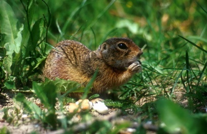 Bei den Squirrels kommt es zu den gleichen Veränderungen des Tau-Proteins wie bei Alzheimer-Kranken
