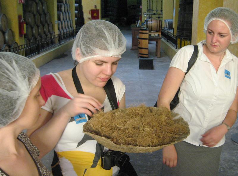 Tequila-Herstellung: Die Würzburger Studentinnen Gloria Debor, Lisa Geisler und Daniela Reuther (von links) probieren die zu Fasern gemahlenen Agaven, aus denen anschließend der Saft für den Tequila gewonnen wird. 