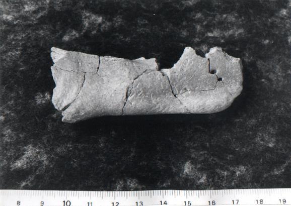 Der neu gefundene Unterkiefer von Bilzingsleben gehörte vermutlich einem jungen Homo erectus.