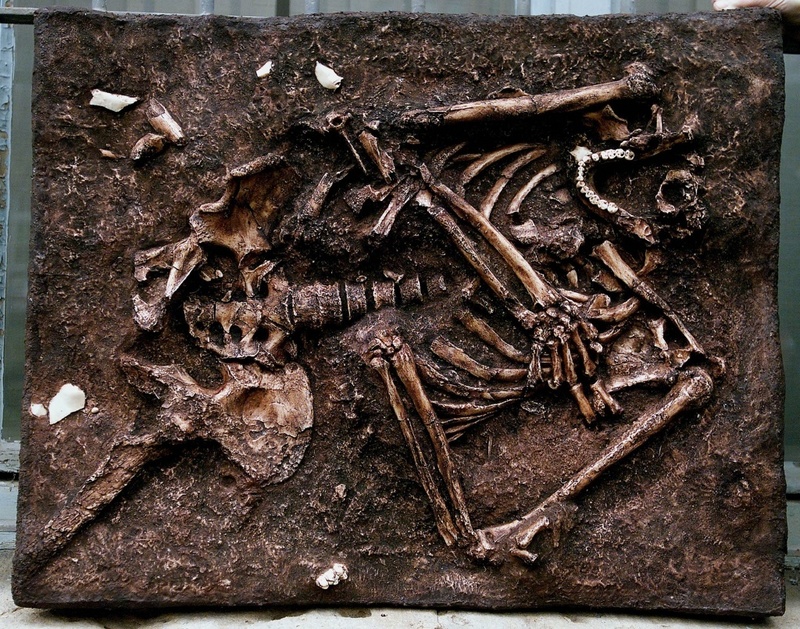 Einblick in die neue Neandertaler-Ausstellung im Phyletischen Museum der Universität Jena. (Foto: Scheere/FSU-Fotozentrum)