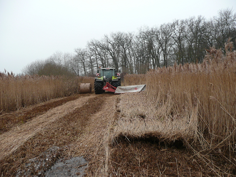 Schilfernte in Neukalen
