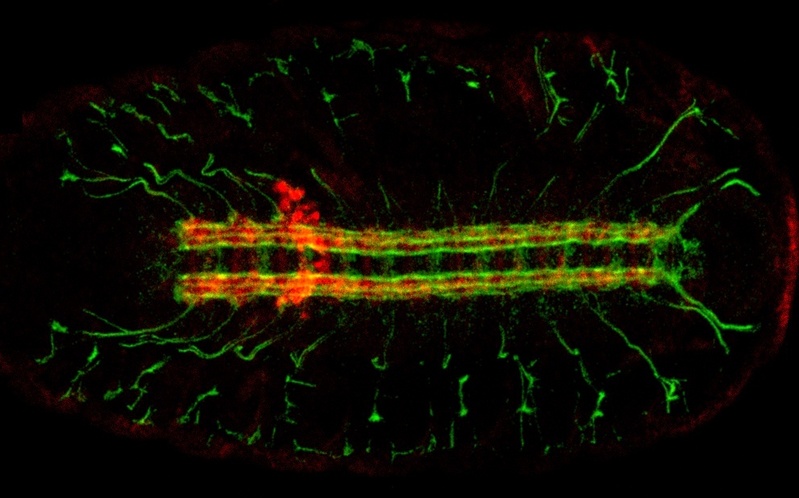 Embryonales Nervensystem einer normalen Taufliege Drosophila mit einer Färbung einzelner Nervenaxone (grün) und der Expression des Proteins Syndecan (rot). (Quelle: Dr. Vorbrüggen / MPIbpc)