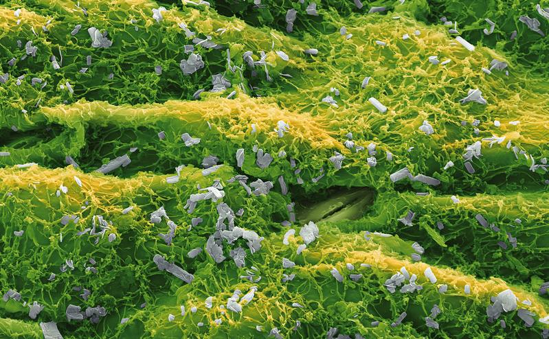 Crystalline forms of boscalid. The picture shows crystalline particles of the crop protectant boscalid, which fights fungi in crops such as fruit, vegetables and vines but also in cereals and canola (oil seed rape). Boscalid consists of one to 10 micrometer sized particles that are distributed evenly on the leaf surface, forming a protective coating. An extremely important area of application is viniculture, where boscalid is available under the brand name Cantus® and is mainly used against the fungus Botrytis cinerea, also known as gray mold. 