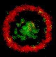 Blutplättchen mit gefärbten Proteinen: Der rote Ring besteht aus F-Actin, das nach der Aktivierung des Plättchens an dessen Ränder gewandert ist und es wie einen Schirm aufspannt. Nun kann sich das Plättchen an Oberflächen heften. Aufnahme: Obergfell