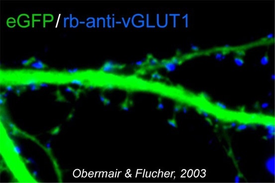 Ausschnitt einer fixierten Nervenzelle (grün) mit Bläschen (blau), die durch einen Antikörper gegen das Transportprotein vGlut 1 markiert sind. Mit der neuen Methode ist diese Art der Markierung in Zukunft auch an lebenden Nervenzellen möglich.
