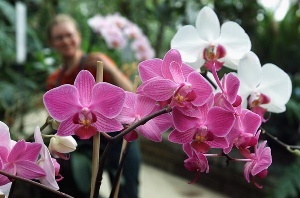 Orchideen gehören zu den schönsten Blütenpflanzen