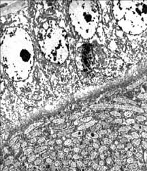 Eine mit Blochmannia-Bakterien gefüllte Eizelle (unteres Bilddrittel) einer Rossameise. Die Bakterien sind als Stäbchen erkennbar, die meist im Querschnitt zu sehen sind, so dass sie oval bis rund erscheinen. Bild: Biozentrum