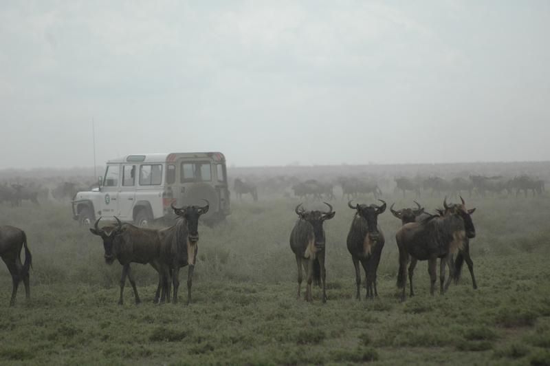 Erforschung der Migration der Weißbartgnus in der Serengeit