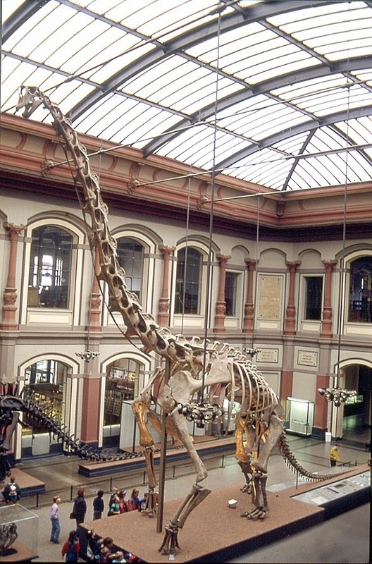 Das größte montierte Dinosaurierskelett der Welt, ausgestellt im Naturkundemuseum der Humboldt-Universität zu Berlin. Bilder zu dieser Pressemitteilung gibt es unter http://www.uni-bonn.de/Aktuelles/Presseinformationen/2004/070.html