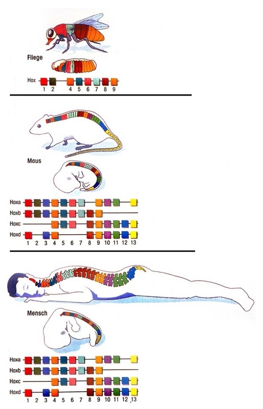Hox-Gen-Kluster in Fliege, Maus und Mensch. Die Farbgebung weist auf die Kolinearität zwischen den Körperachsen und den Gen-Klustern hin. (Quelle: GEO-Grafik, H. Blanck)