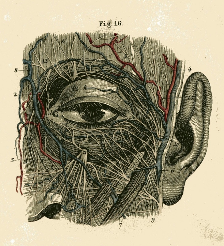 Exponate der Ausstellung: das Auge (aus dem Atlas der Anatomie des Menschen, 1860) ...