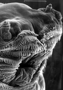 "Damit ich Dich besser fressen kann!" Der Mund einer Larve der Fruchtfliege Drosophila im Elektronenmikroskop: Man sieht die von Barteln umsäumte Mundöffnung und darüber die warzenartigen Geschmacks- und Geruchsorgane. Bild: K. Neuser und G. Krohne