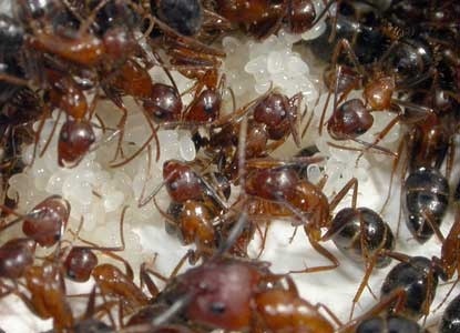 Diese Gruppe von Arbeiterinnen steht nicht mehr unter dem Einfluss einer Königin. Die Tiere haben damit begonnen, Eier zu legen. Das Bild zeigt einige von ihnen auf einem Eihaufen. Foto: Endler