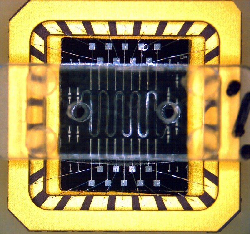 Diese Messzonen umspült der Analyt nacheinander, indem er durch den gewundenden Kanal im Kunststoff fließt. © Fraunhofer IBMT