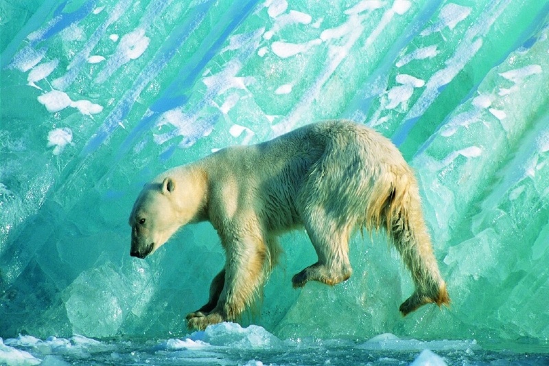 Der All-Over-Gewinner Karl-Heinz Georgi, Deutschland, schoß das Foto "Eisbär am Eisberg"