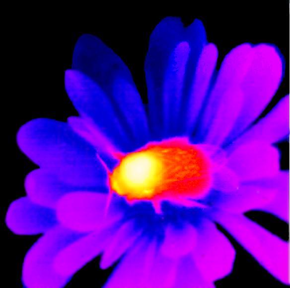 Blüte mit einer Hummel, deren Temperatur in Falschfarben dargestellt ist: Die Temperatur des Brustteils unterscheidet sich sehr von der Umgebung. Bild (Infrarot-Thermografie): Bujok, Kleinhenz, Tautz; Biozentrum der Universität Würzburg