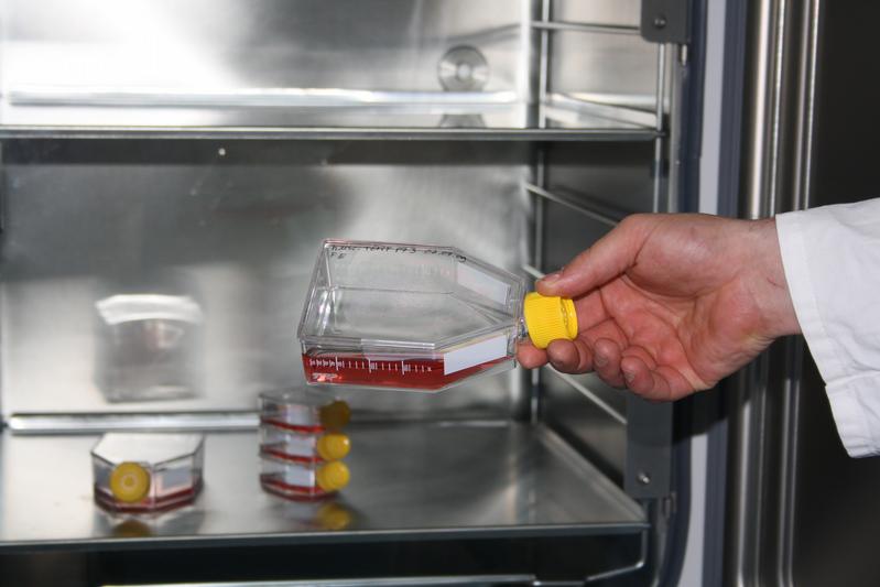 Stammzellen sind die Basis für Implantate in der Zelltherapie. 