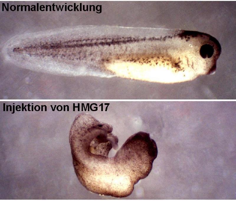 Oben ein normaler Embryo des Krallenfrosches, darunter ein Embryo im gleichen Entwicklungsalter, bei dem das Chromatin-Protein HMG-17 in die befruchtete Eizelle injiziert wurde. Missbildungen sind die Folge. Bild: Hock