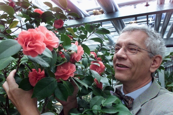 Japanische Kamelie, die camellia japanica mit Prof. Dr. Wilfried Morawetz, Direktor des  Botanischen Gartens der Universität Leipzig.