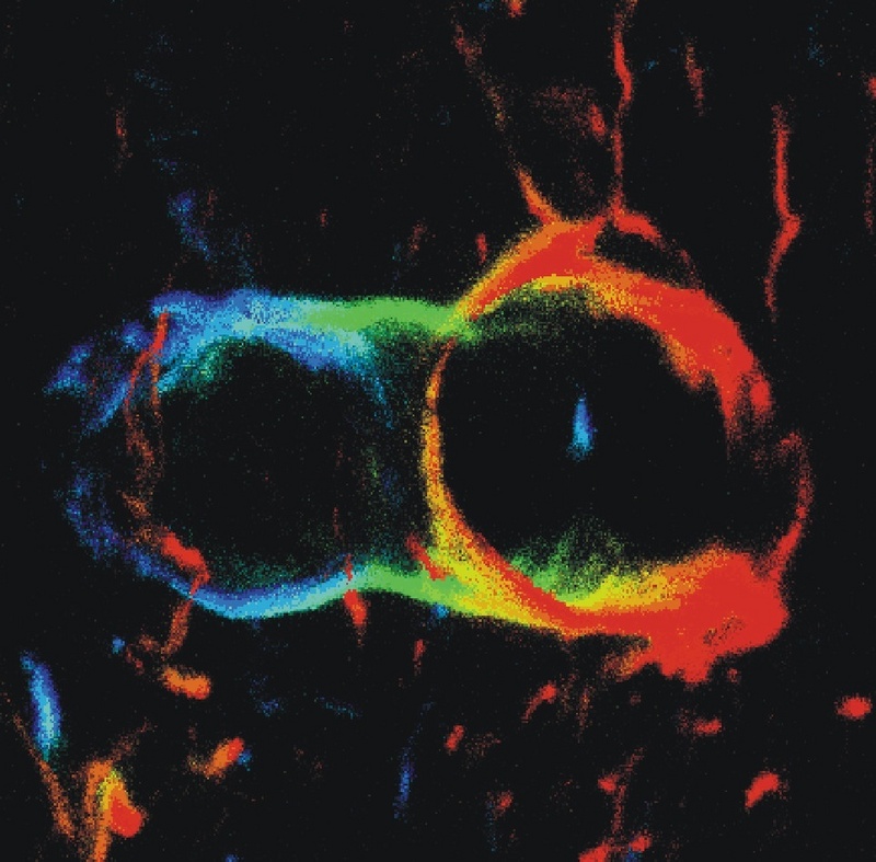 Das Titelbild des Verbundjournals: Eine Blutkapillare durch ein Laser-Scan-Fluoreszenz-Mikroskop gesehen. Abb.: FMP