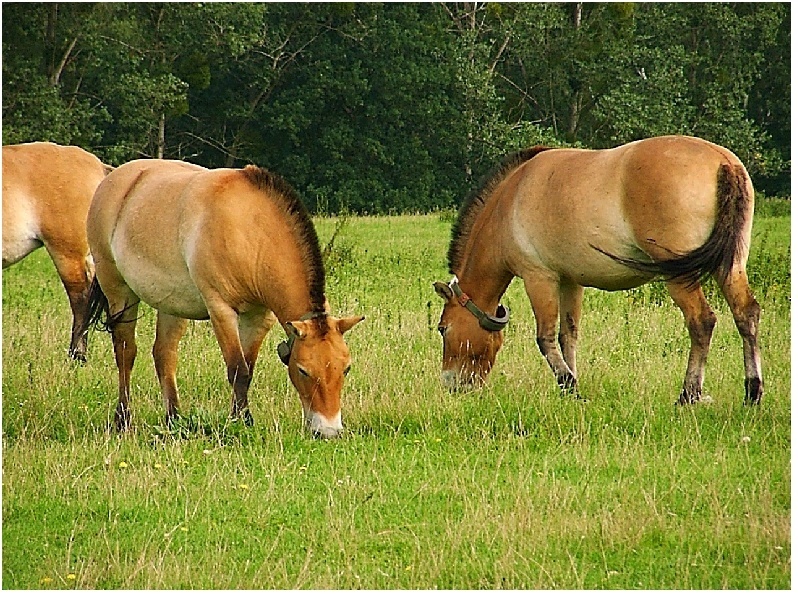 Diese Przewalski-Pferde tragen Datenhalsbänder. Foto: IZW