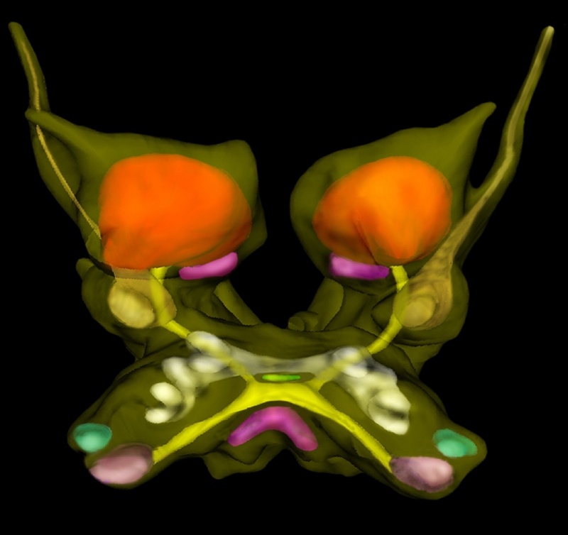 3D-Rekonstruktion des Gehirns von Godzilliognomus frondosus (Remipedia) mit Riechzentren (rot) und gekreuzten olfactorisch-globulären Trakten (gelb)
