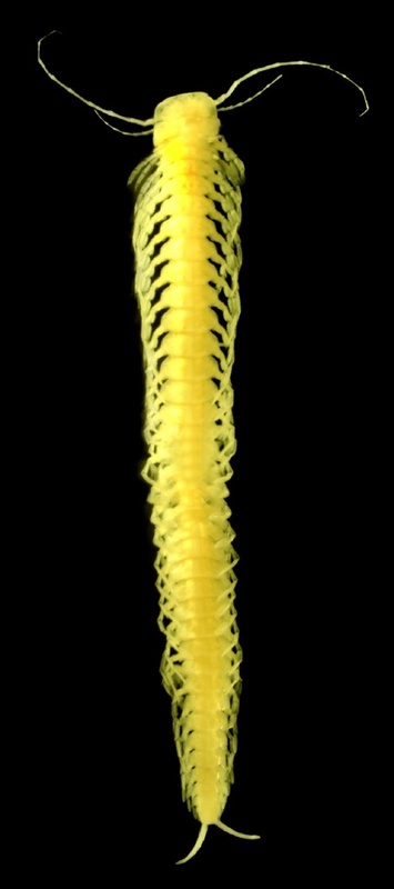 Remipedia: hier die Art Speleonectes tulumensis, deren Körperbau der untersuchten Art Godzilliognomus frondosus sehr ähnlich ist