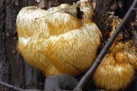 Der Affenkopfpilz gilt in China als wertvoller Heilpilz