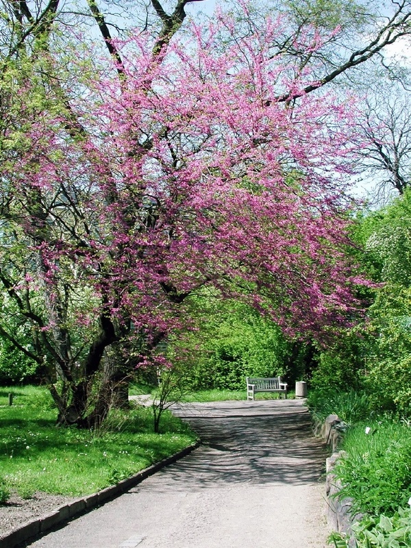 Täglich bunter wird der Botanische Garten