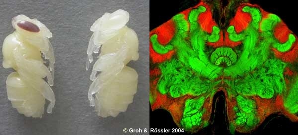 Bienenpuppen während der Entwicklung bei verschiedenen Temperaturen (links) und konfokalmikroskopische Aufnahme eines fluoreszenzmarkierten Bienengehirns (rechts). Fotos: Groh und Rössler
