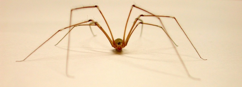 Die Zitterspinne trägt ihren Namen vollkommen zu Recht: Fühlt sie sich beobachtet oder gestört, beginnt sie, in ihrem Netz schnell hin und her zu schwingen. Die zitternde Spinne wird damit für Vögel und andere Feinde schwerer zu entdecken.