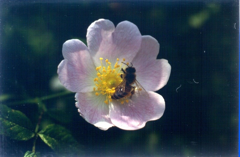 Hundsrose mit Besucher (Foto: Wissemann, Uni Jena)