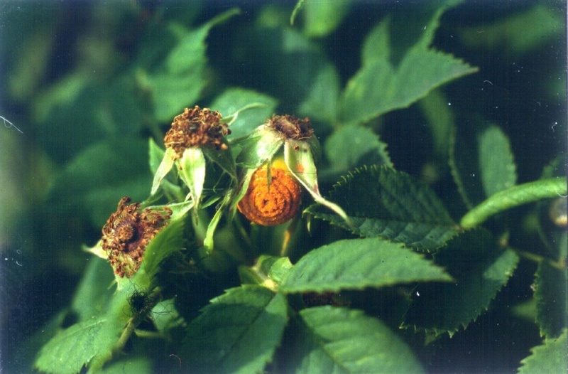 Rosa canina mit Rostpilzbefall (Foto: Wissemann, Uni Jena)