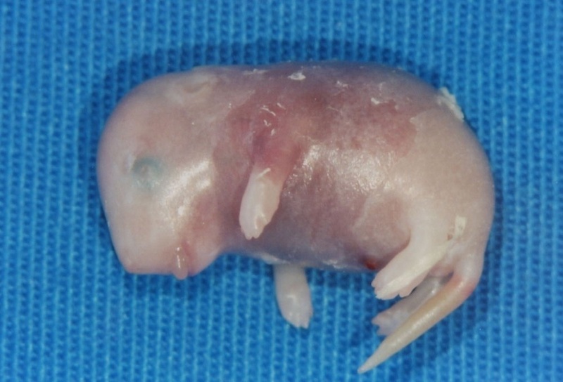 Genetisch veränderte Maus ohne das Fatp4-Gen. / Foto: Medizinische Universitätsklinik Heidelberg.