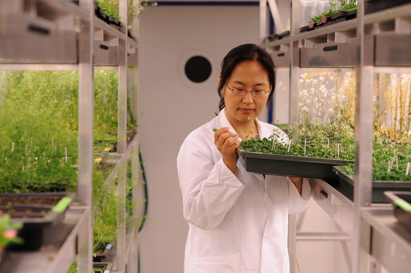 Pflanzenkammern liefern ein kontrolliertes Umfeld, um das Wachstums- und Blühverhalten der Ackerschmalwand zu untersuchen.