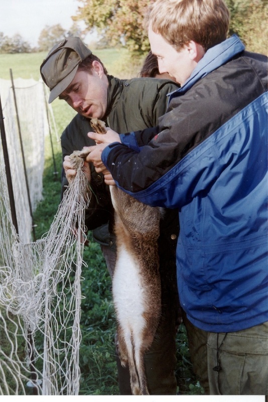 Ein slowakischer Fänger befreit den Hasen aus dem Netz. Rechts im Bild Dr. Christian Voigt vom IZW. Foto: Zens/FVB