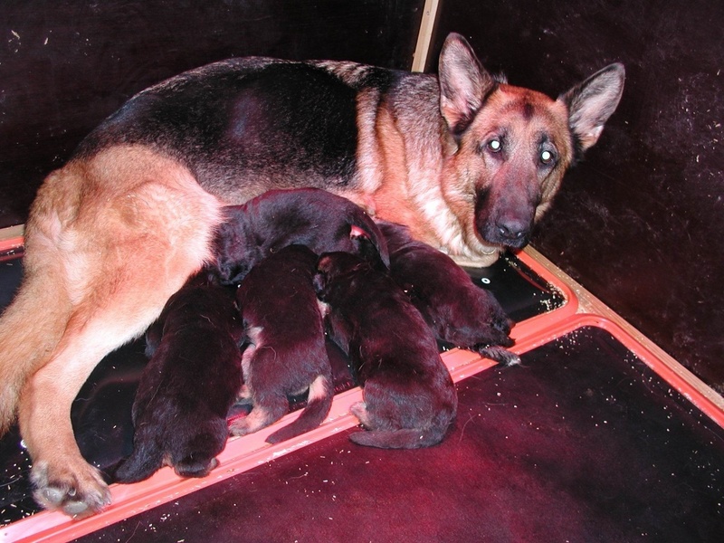 Das "Doggy-Bett" wird von der säugenden Hündin und den Welpen gut angenommen