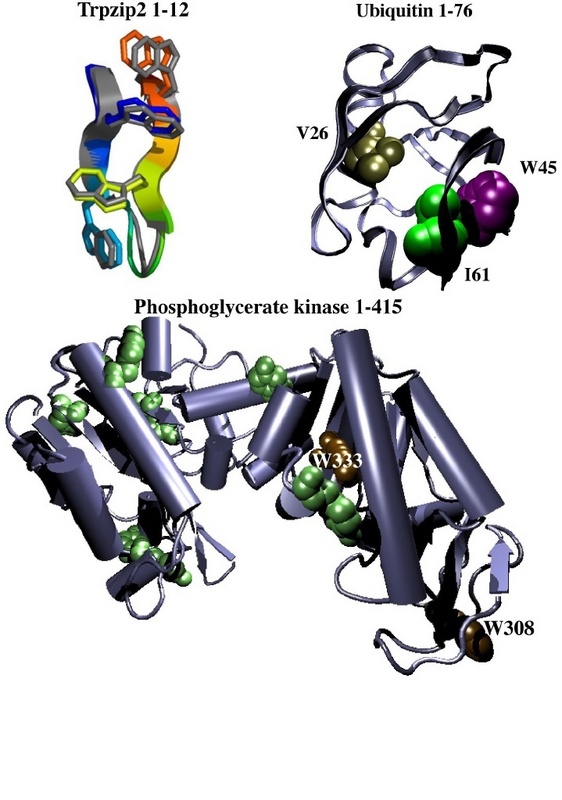 Strukturen der Proteine, die die Bochumer Forscher untersuchen.