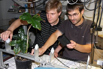 Die wissenschaftlichen Mitarbeiter Björn Breitenstein (Institut für Pflanzenbiologie) und Maik Scheller (Institut für Hochfrequenztechnik) bereiten die Messung an einer Kaffeepflanze mit Hilfe des entwickelten  Terahertz-Sensors vor. 