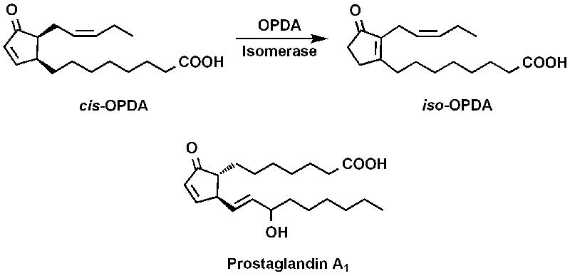 Pflanzliche Oxylipine (cis-OPDA, iso-OPDA) und Prostaglandine: Hormone, die in Pflanzen bzw. beim Menschen wichtige regulatorische Funktionen im Stoffwechsel und bei der Entwicklung übernehmen. Im Pflanzen- wie im Tierreich werden sie durch Oxidation ungesättigter Fettsäuren gebildet. 